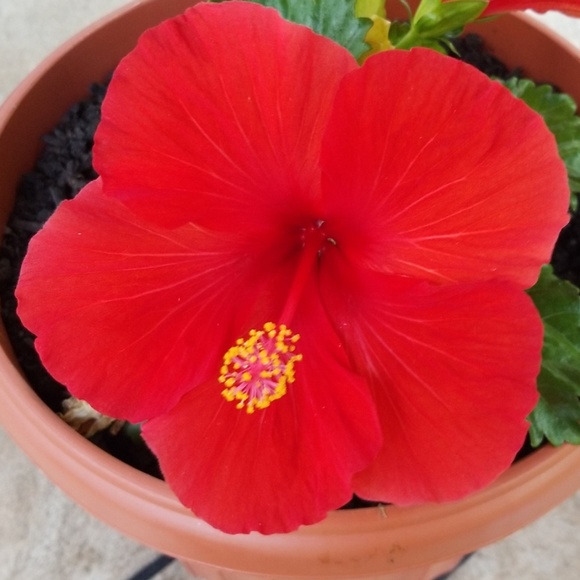 Meet your Posher, Sylvia - Picture 2 of 2